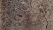 Tailless Whip Scorpion
