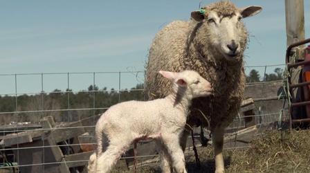 Watch a Lamb Being Born