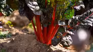 “Everything in a Salad” Farm