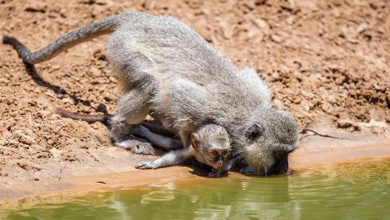 Life at the Waterhole Image