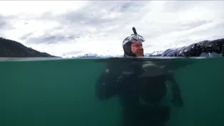 Alaska's Most Surprising Predator: The Salmon Shark