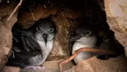 Seabird Sanctuary | WILD HOPE