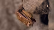 The Silent Guardians of the Night - Bats