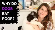Why Do Dogs Eat Poop?