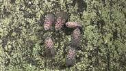 NJ battles the spotted lanternfly