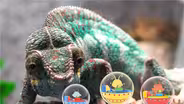 MISSION: Ultra Awesome Animals