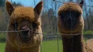 Bookmark Alpacas | Curious About Michigan