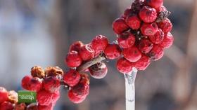 Video thumbnail: You Bet Your Garden You Bet Your Garden Ep: 17