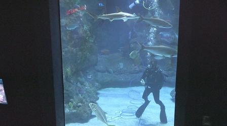 Video thumbnail: rootle Swim Around with Rootle and the NC Aquarium at Fort Fisher!