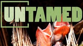 Video thumbnail: Untamed Untamed - Baby Season