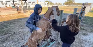 Charter school weaves farm animal care into its curriculum