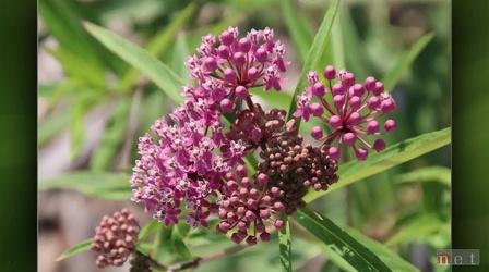 Video thumbnail: Backyard Farmer Backyard Farmer: Digging Deeper: Rain Garden Plants