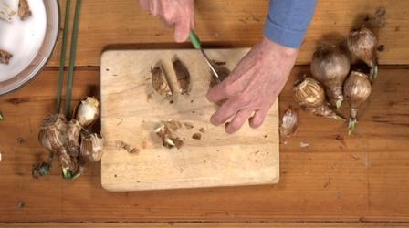 Video thumbnail: Virginia Home Grown How to propagate daffodil bulbs