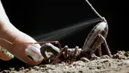 The Vinegaroon Sprays Acid to Foil Its Foes