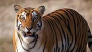 Part Two | Tiger Island