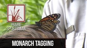Video thumbnail: Prairie Sportsman Monarch Tagging