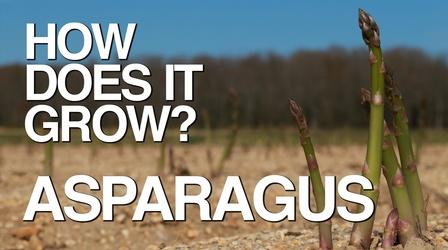 Video thumbnail: How Does It Grow Asparagus