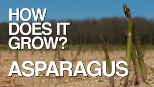 Asparagus