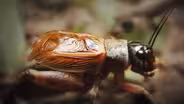 Why Crickets Just Won't Shut Up