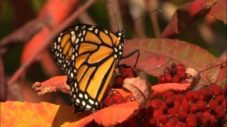 Video thumbnail: Colores Monarch Butterflies in New Mexico