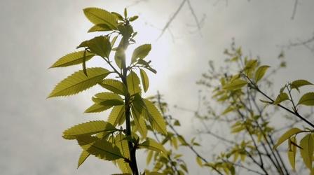Video thumbnail: WCNY SciTech Now Saving The American Chestnut