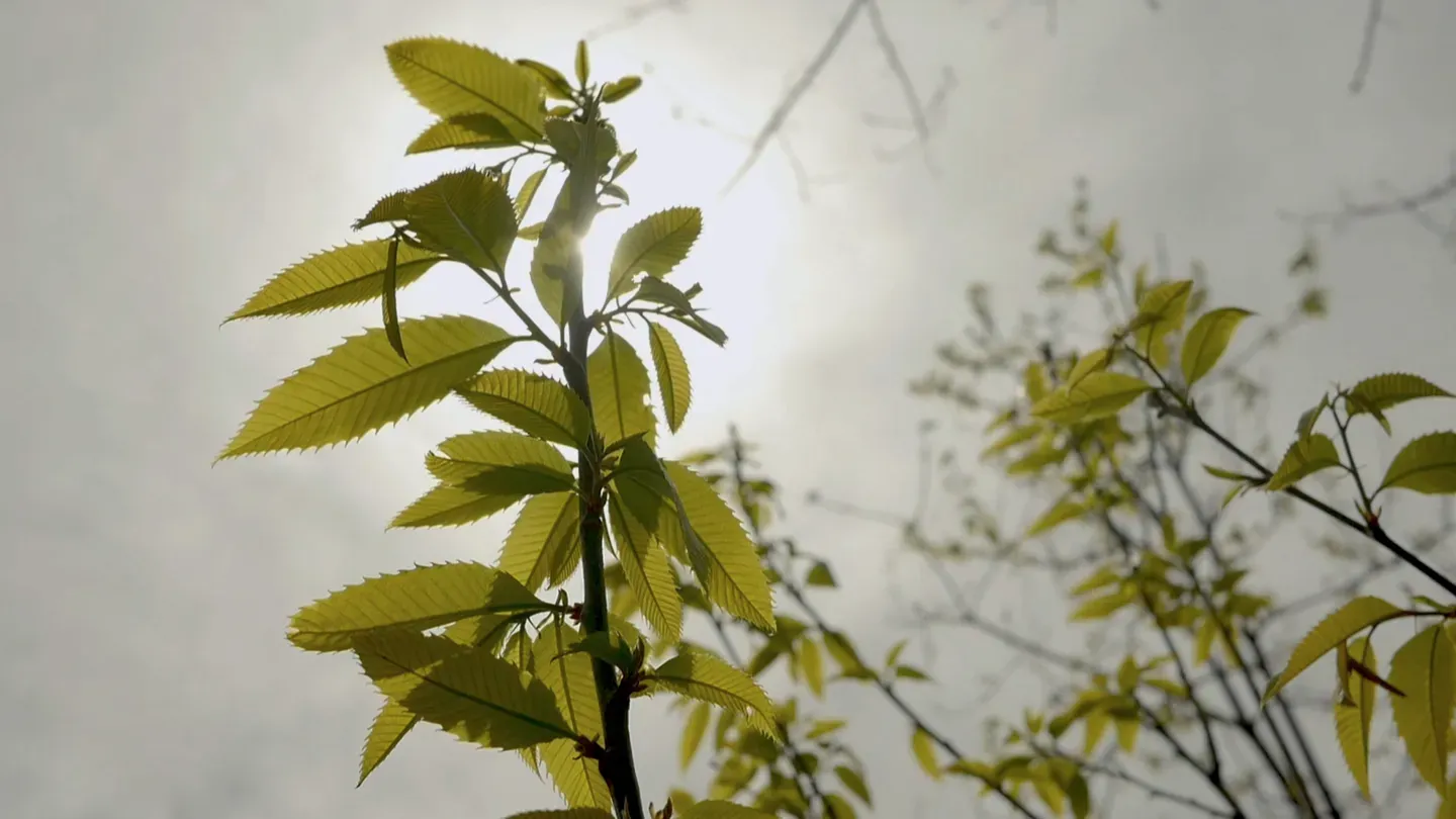 Saving The American Chestnut