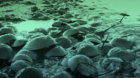 Video thumbnail: Overview Why are There 30 Million Horseshoe Crabs on This Beach?