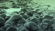 Why are There 30 Million Horseshoe Crabs on This Beach?