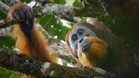 Video thumbnail: Nature New Orangutan Species Filmed for First Time