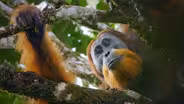 New Orangutan Species Filmed for First Time