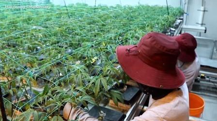 Video thumbnail: NJ Spotlight News Fears recreational pot sales could deprive medical patients