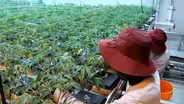 Fears recreational pot sales could deprive medical patients