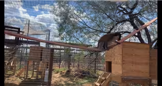 Plan to Protect Primates Inspired by Chicago Monkey
