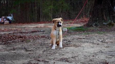 Video thumbnail: REEL SOUTH Some Million Miles