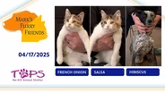 04/10/2025 | French Onion, Salsa and Hibiscus | Mark’s Furry Friends