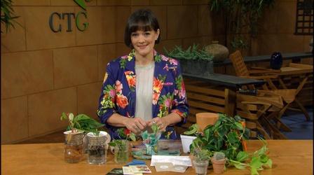 Video thumbnail: Central Texas Gardener Plant Swap Tips + Colorado Lessons to Texas