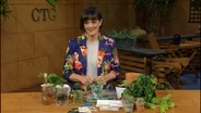 Plant Swap Tips + Colorado Lessons to Texas