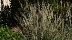 Video thumbnail: Central Texas Gardener Fruit Tree Troubles and Solutions