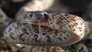 The Natural History of the Baja