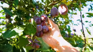The Prune Comeback