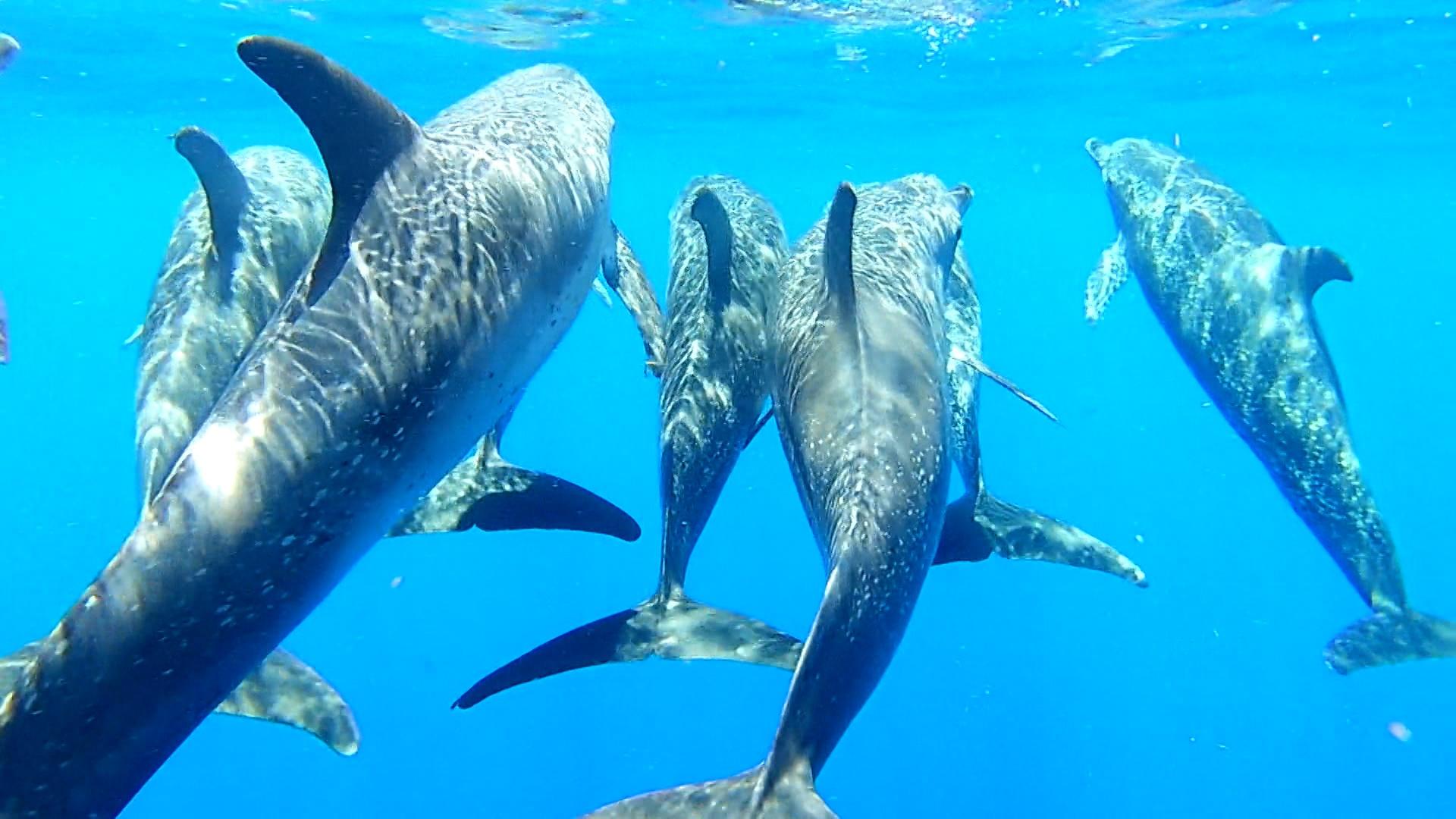 NC’s coastal black bears, whales and microplastics, hornworms vs. wasps and algae in window panes.