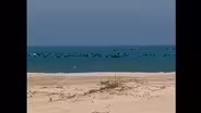 Birds Migrate Over Lake Michigan