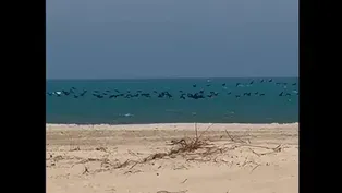 Birds Migrate Over Lake Michigan