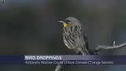 Bird Poop Could Unlock Secrets of Climate Change Adaptation