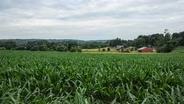 Elm Farm