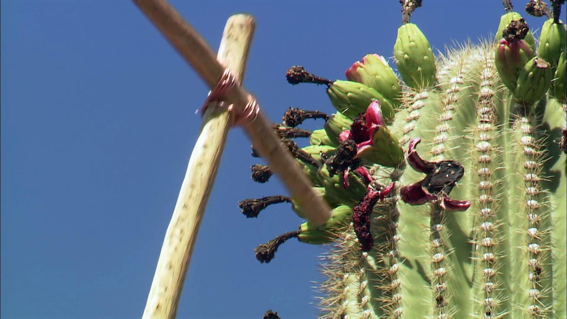 The Riches of the Desert: Exploring the Wealth and Legacy of the Tohono O'odham Nation in Arizona