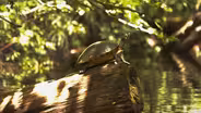 Watch Scientists Extract a Rare Turtle Fossil
