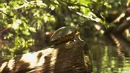 Watch Scientists Extract a Rare Turtle Fossil