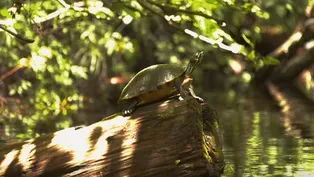 Watch Scientists Extract a Rare Turtle Fossil