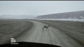 Video thumbnail: PBS NewsHour Where Alaska's oil industry and wilderness meet